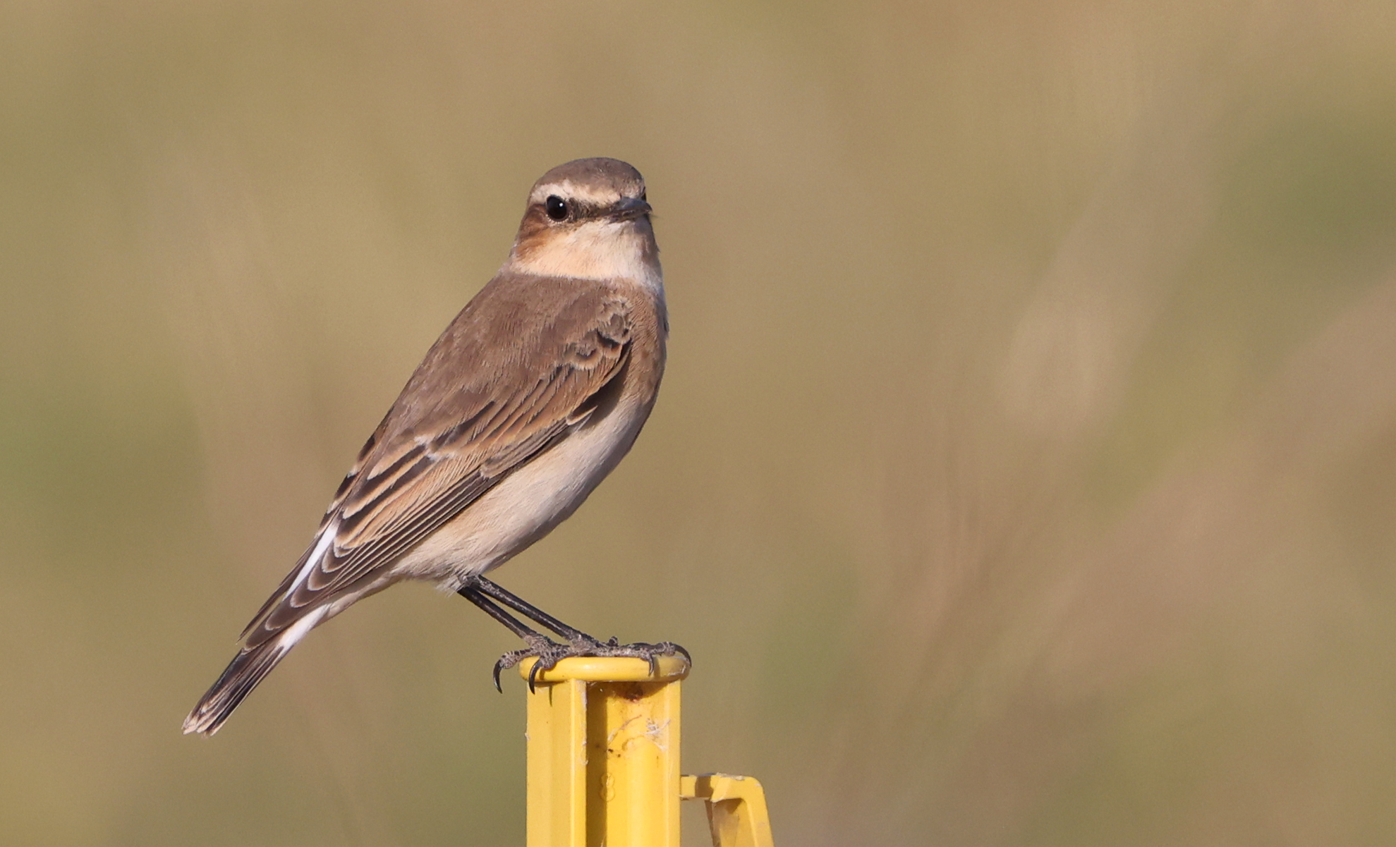 hnhs-wheatear-6-wallington-14th-august-2022-jpg